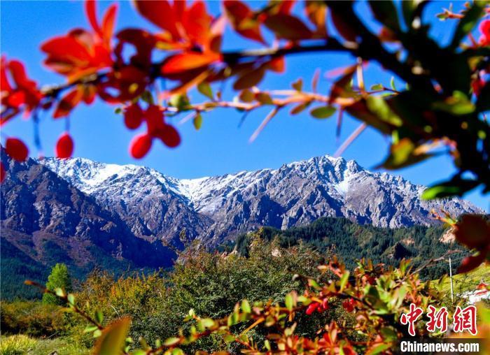 资料图：图为雪山、红叶、草甸、苍松等景致构成的美景。　王将 摄