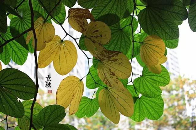 立秋里的仪式感：今天你“啃秋”了没？