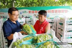 驻马店驿城区：绿色葡萄 喜获丰收