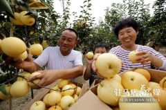 驻马店驿城区：果农采梨忙 游客摘梨乐