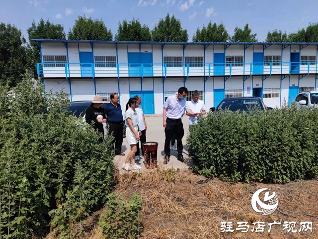 上蔡县：艾草之花开出“双喜临门”