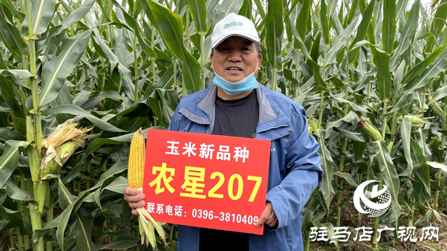吨源种业农星207玉米观摩会成功召开