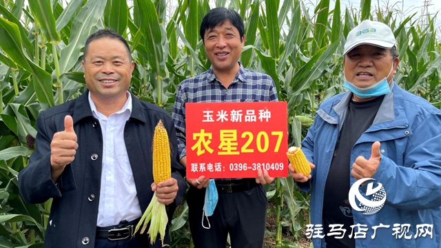 吨源种业农星207玉米观摩会成功召开