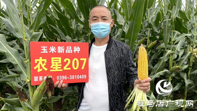 吨源种业农星207玉米观摩会成功召开