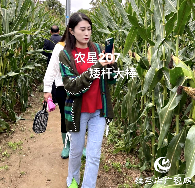 吨源种业农星207玉米观摩会成功召开