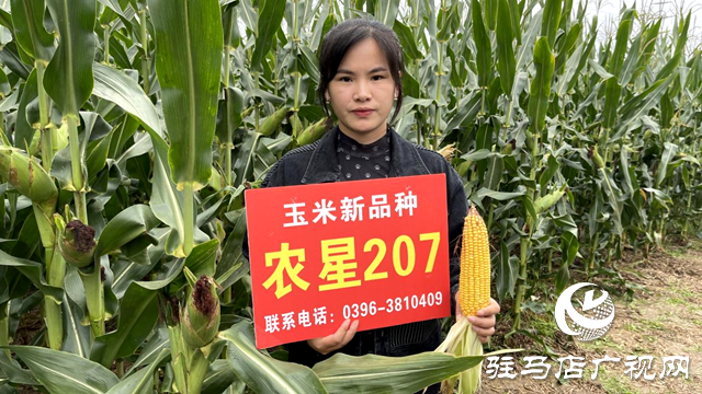 吨源种业农星207玉米观摩会成功召开