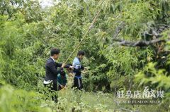 驻马店驿城区：金秋送爽 金栗飘香