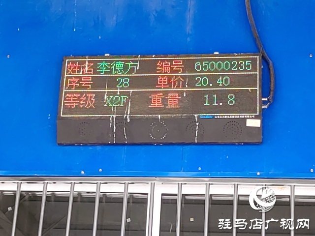 郭集烟站今日开磅