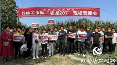 农星207观摩会：“金种子”引起种粮大户围观