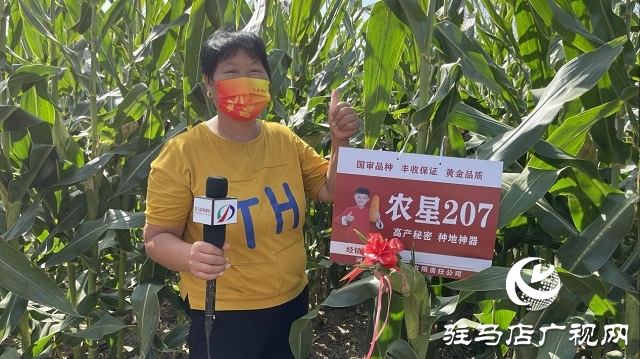 农星207观摩会：“金种子”引起种粮大户围观