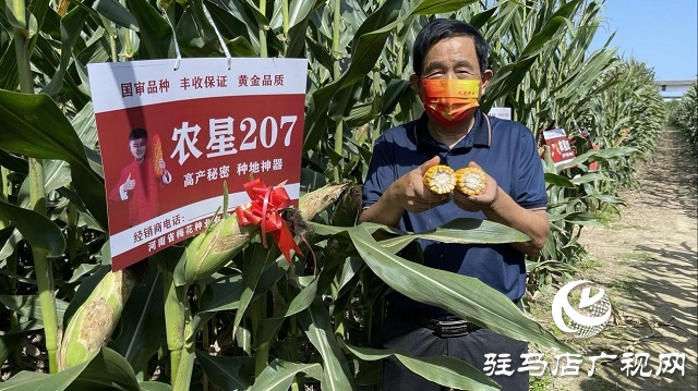 农星207观摩会：“金种子”引起种粮大户围观