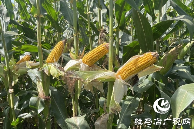 农星207观摩会：“金种子”引起种粮大户围观
