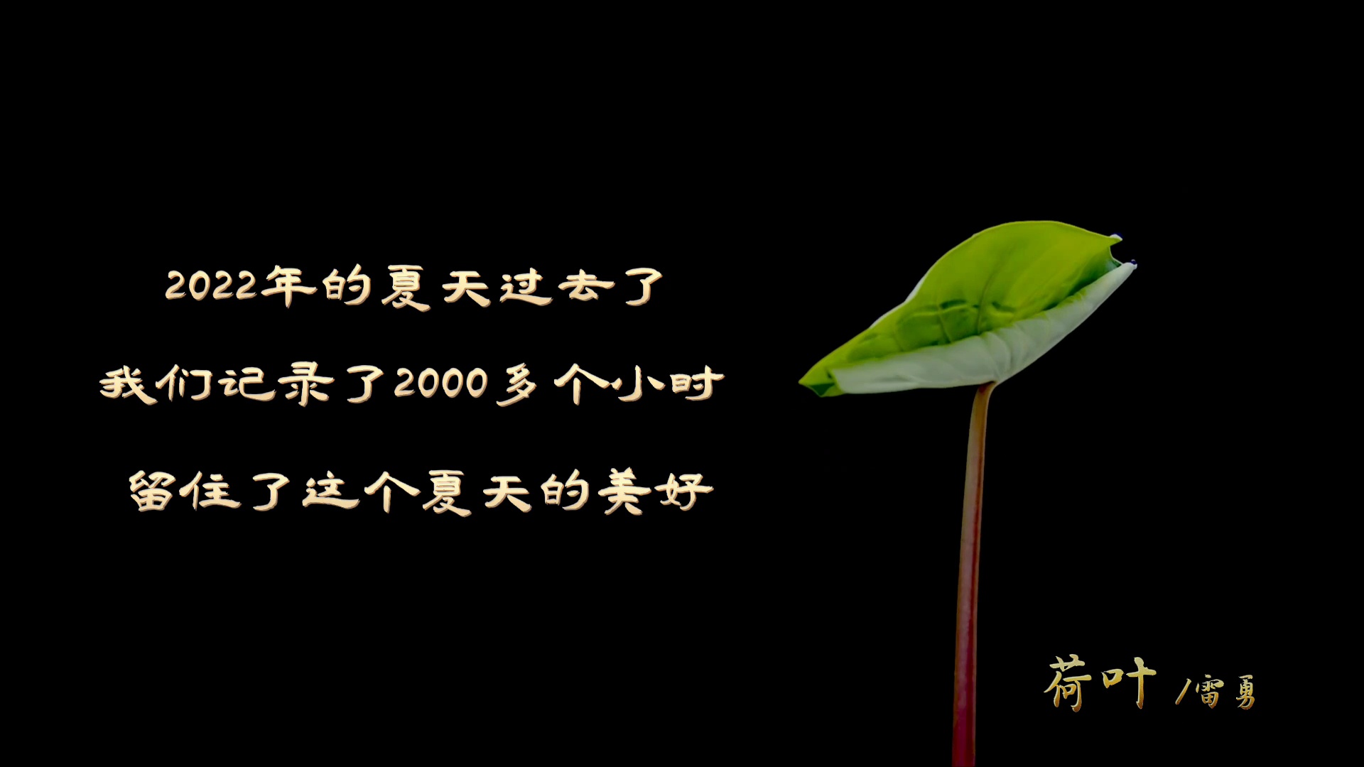 美！2000个小时延时摄影记录美好夏花