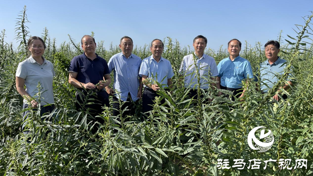 宜机收芝麻在河南驻研种业试种成功
