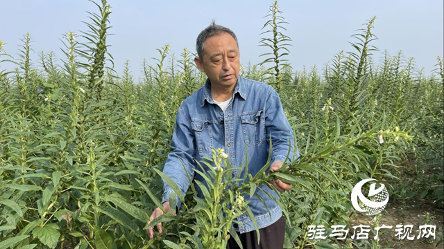 宜机收芝麻在河南驻研种业试种成功