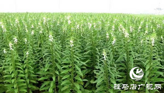 宜机收芝麻在河南驻研种业试种成功