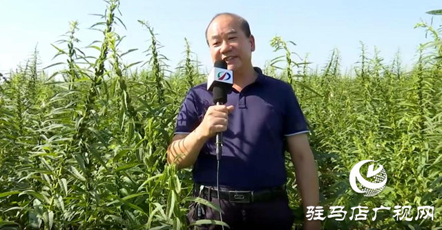宜机收芝麻在河南驻研种业试种成功
