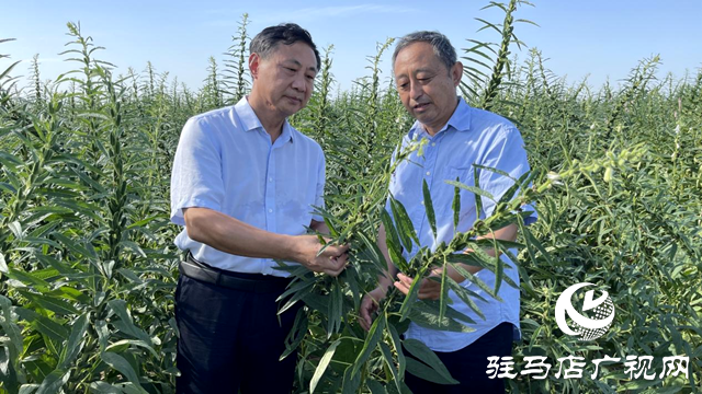 宜机收芝麻在河南驻研种业试种成功