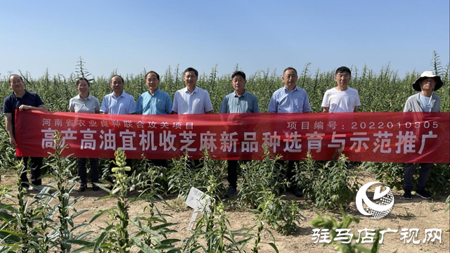 宜机收芝麻在河南驻研种业试种成功