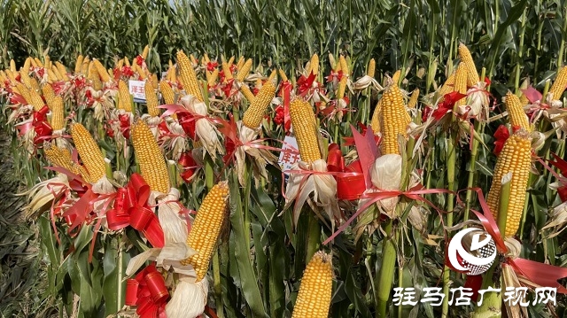 六丰农业：泽玉8911玉米新品种观摩会成功召开