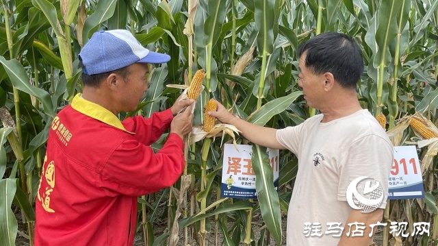 六丰农业：泽玉8911玉米新品种观摩会成功召开
