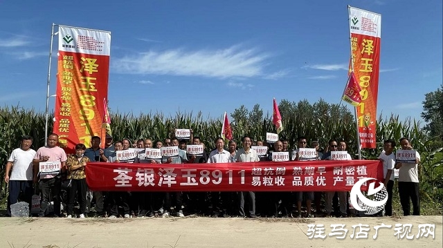 六丰农业：泽玉8911玉米新品种观摩会成功召开
