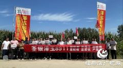 六丰农业：泽玉8911玉米新品种观摩会成功召开