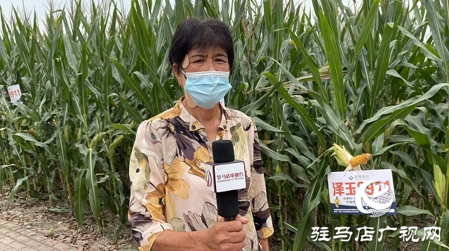六丰农业：泽玉8911玉米新品种观摩会成功召开
