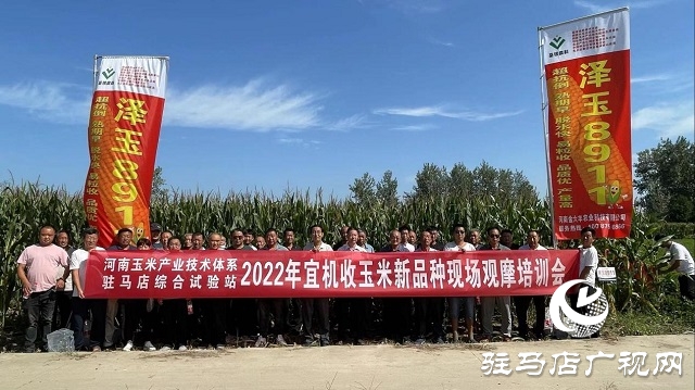六丰农业：泽玉8911玉米新品种观摩会成功召开