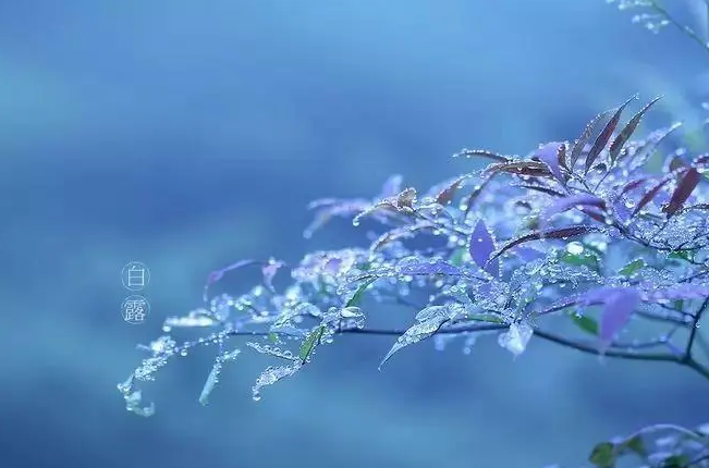 今日白露｜露从今夜白 秋向此时分