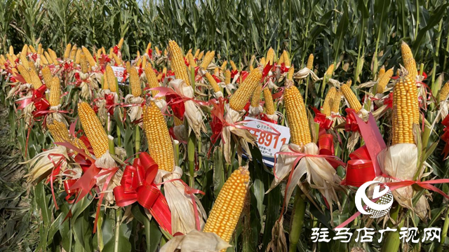 田间地头送科技 六丰观摩促振兴