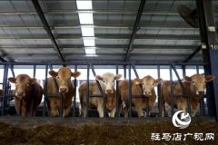 泌阳县非凡十年：踔厉奋发 笃行不怠 奋力谱写现代化建设新篇章