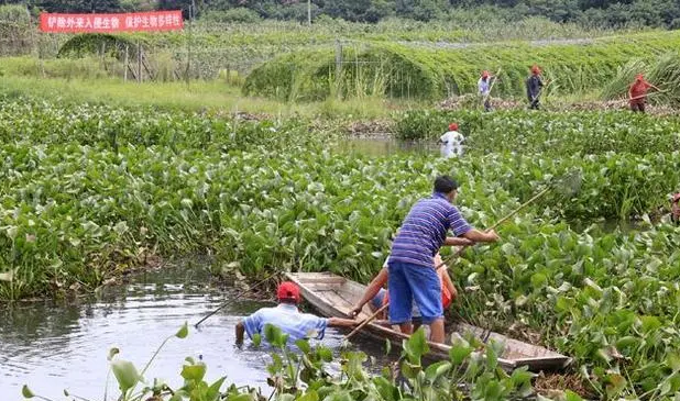 我国已发现660多种外来入侵物种 如何精准有效防治？