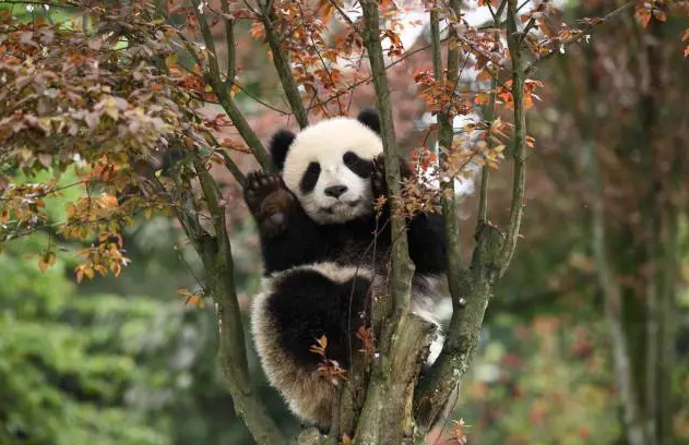 国际熊猫节，你能抵住熊猫的呆萌诱惑吗？