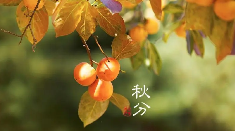 今日秋分｜风清露冷秋期半 人间处处丰收忙