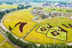 ​新华全媒+丨喜看丰景溢芳香——第五个中国农民丰收节各地扫描