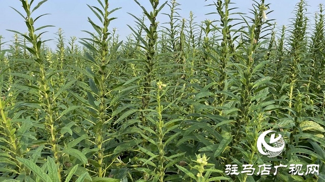 2022年芝麻机械化收割现场会在驻马店成功召开