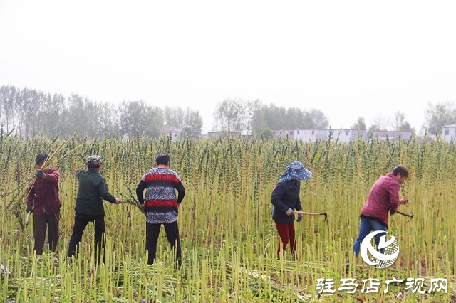 2022年芝麻机械化收割现场会在驻马店成功召开