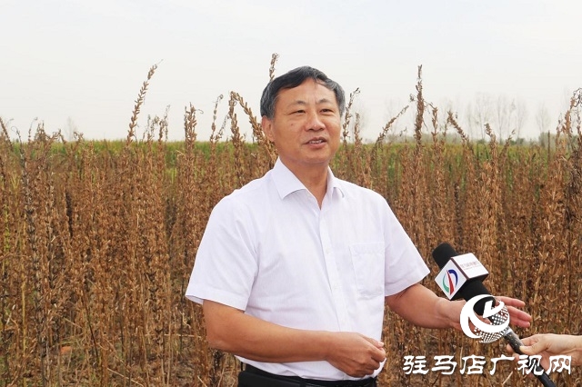 2022年芝麻机械化收割现场会在驻马店成功召开