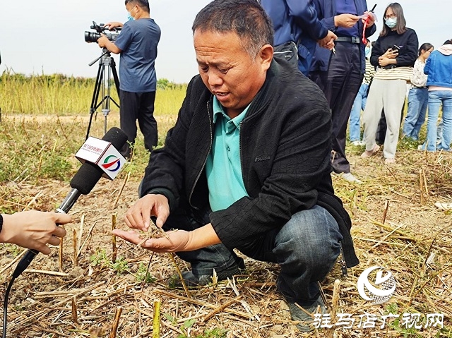 2022年芝麻机械化收割现场会在驻马店成功召开
