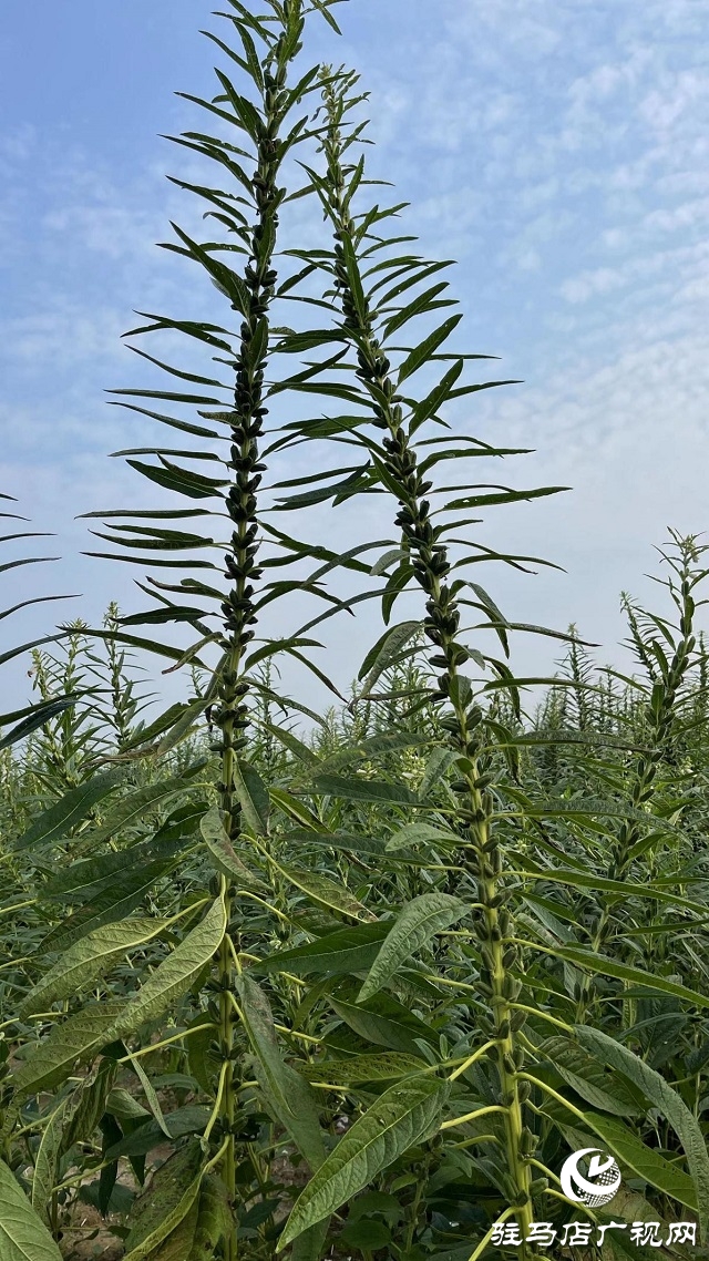 2022年芝麻机械化收割现场会在驻马店成功召开