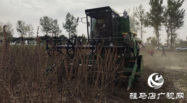 河南省农业良种联合攻关项目——宜机收芝麻在驻马店顺利收割