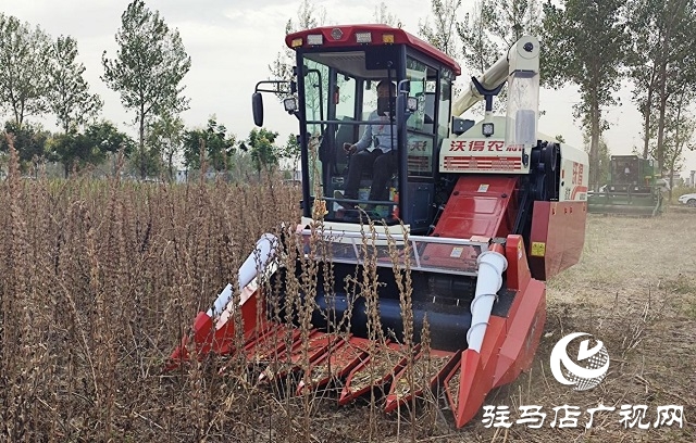 河南省农业良种联合攻关项目——宜机收芝麻在驻马店顺利收割