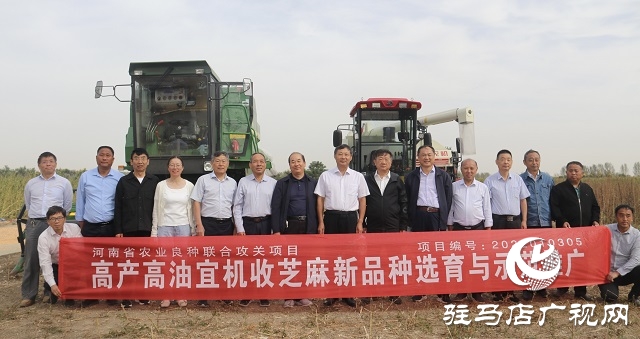 河南省农业良种联合攻关项目——宜机收芝麻在驻马店顺利收割