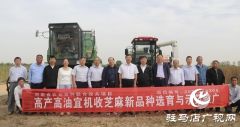 河南省农业良种联合攻关项目——宜机收芝麻在驻马店顺利收割