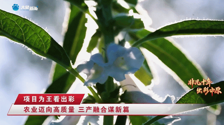 《非凡十年 出彩中原》驻马店篇｜豫州腹地 魅力天中