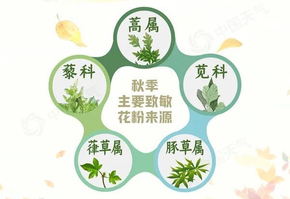 秋季过敏也疯狂！全国过敏指数地图出炉