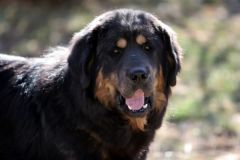 狂犬病该如何有效预防？文明养犬是防控源头