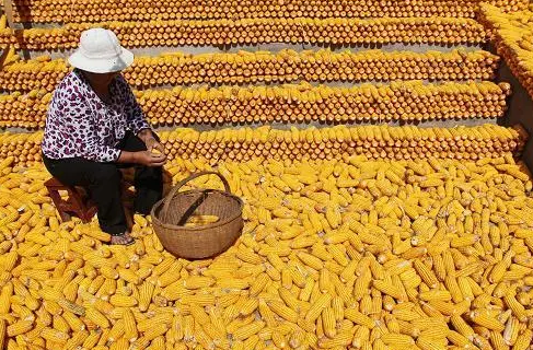 我国秋粮收获面积超3.73亿亩 进度达28.7%