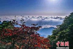 今日重阳丨佳节至，愿你岁岁安康